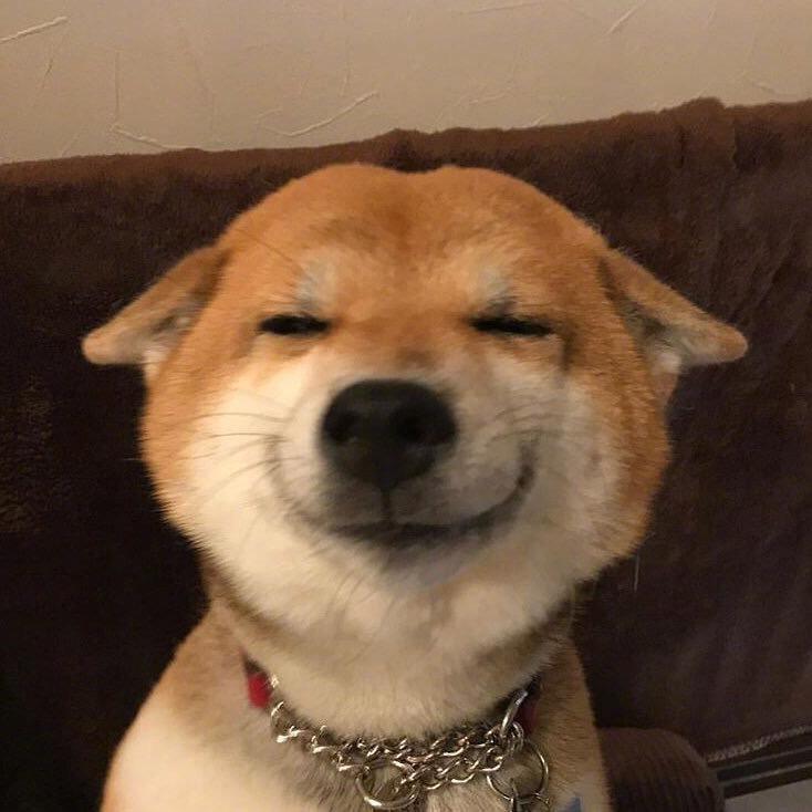 双🐶