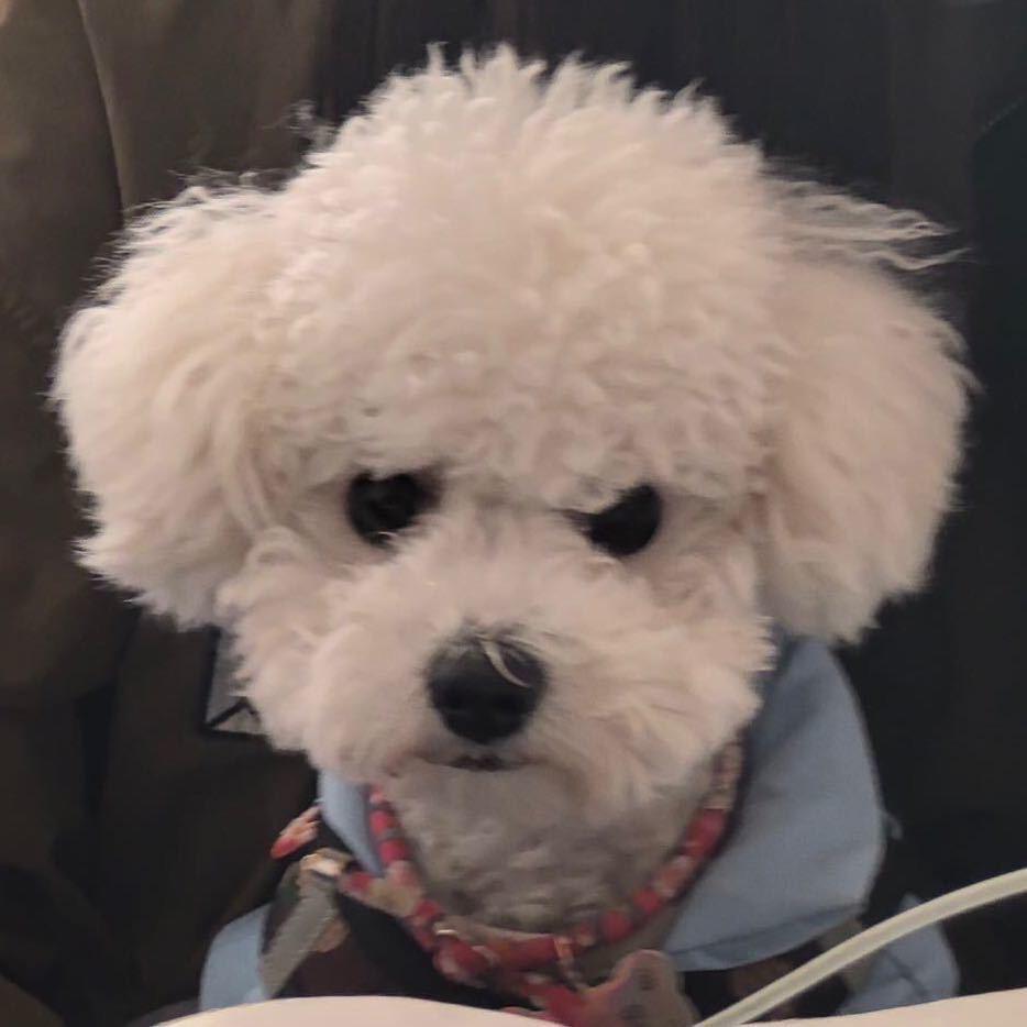 团团小黄不淘气