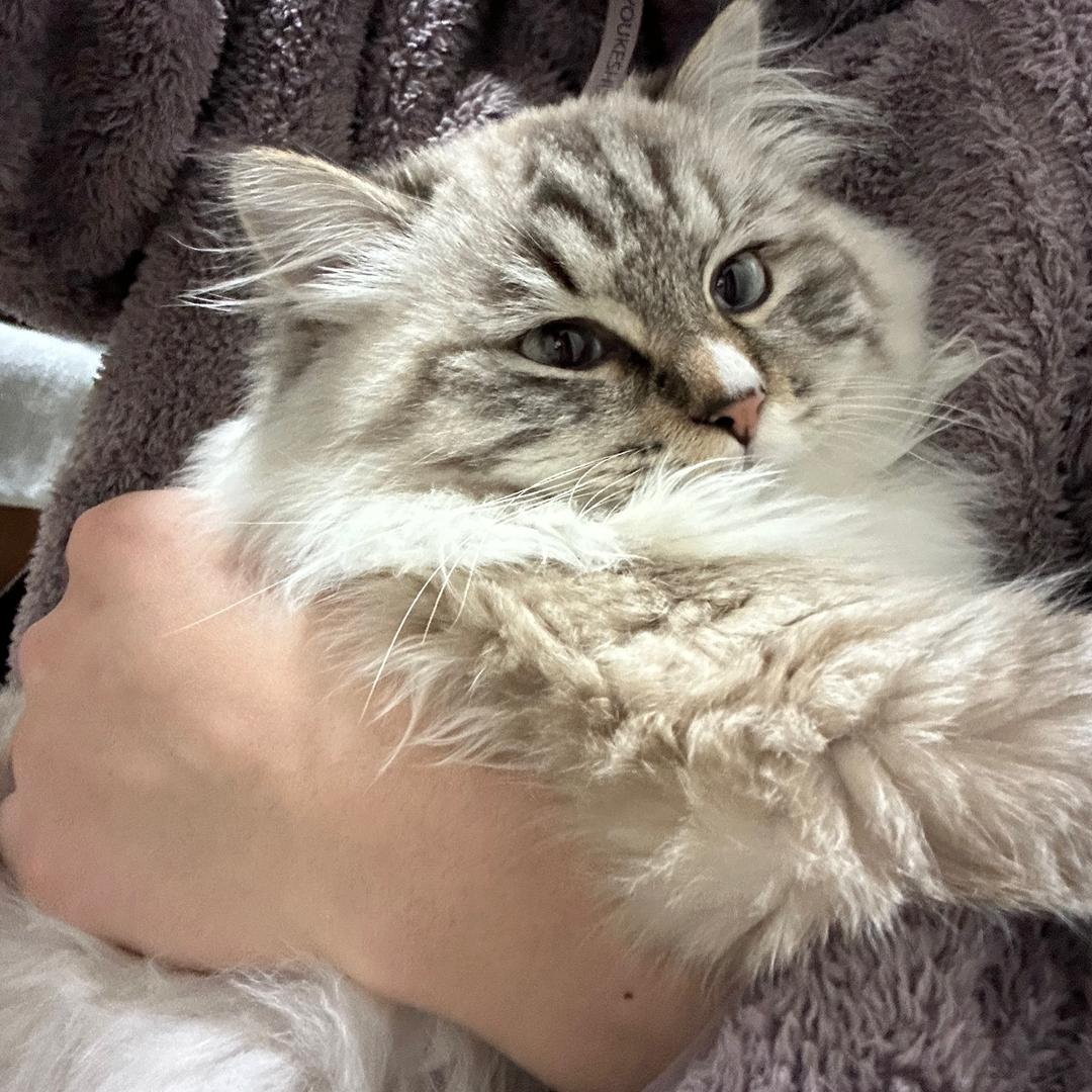 国家一级抬杠运动员