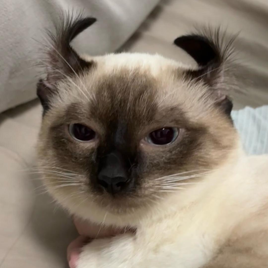 板栗猫耳