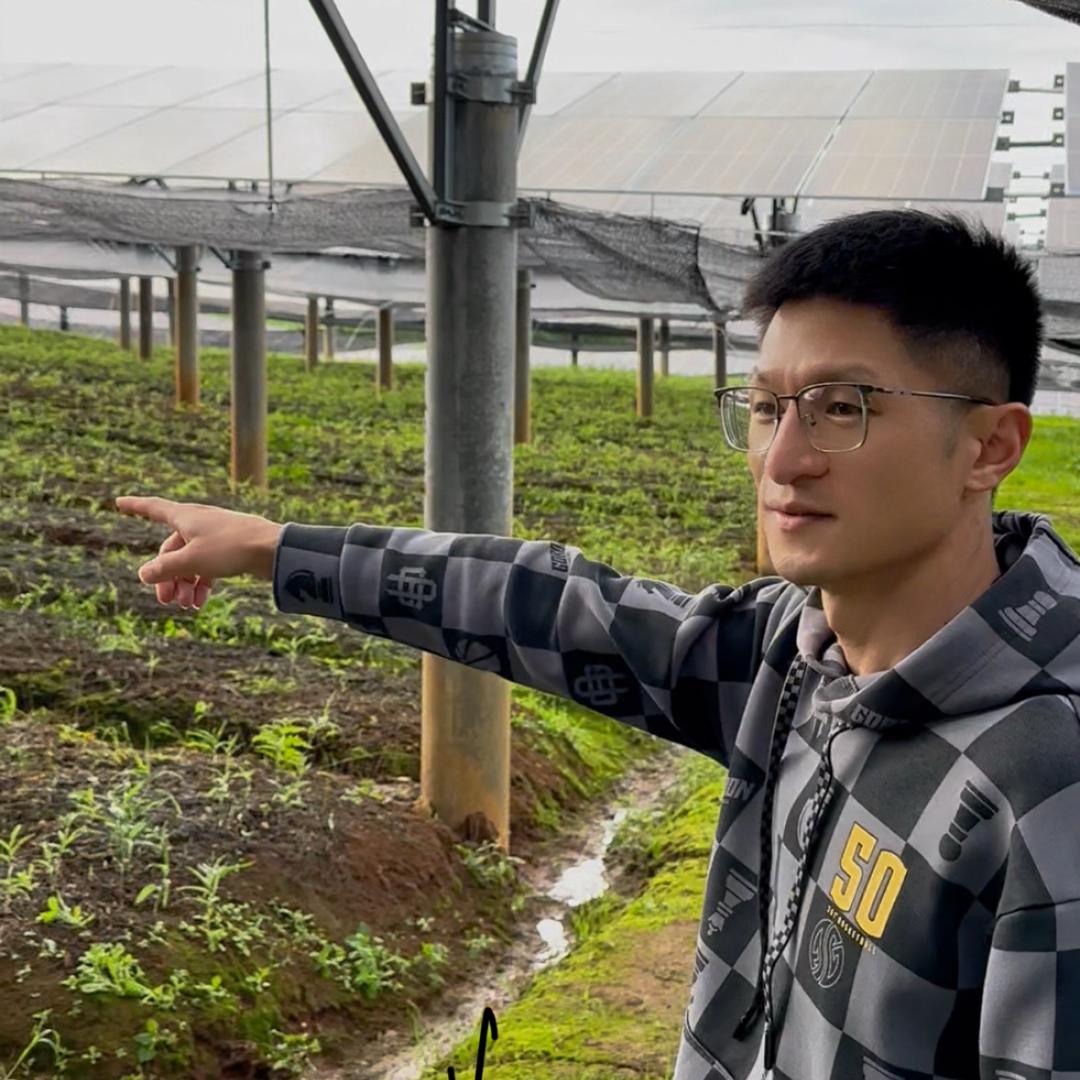 老肖种慈菇