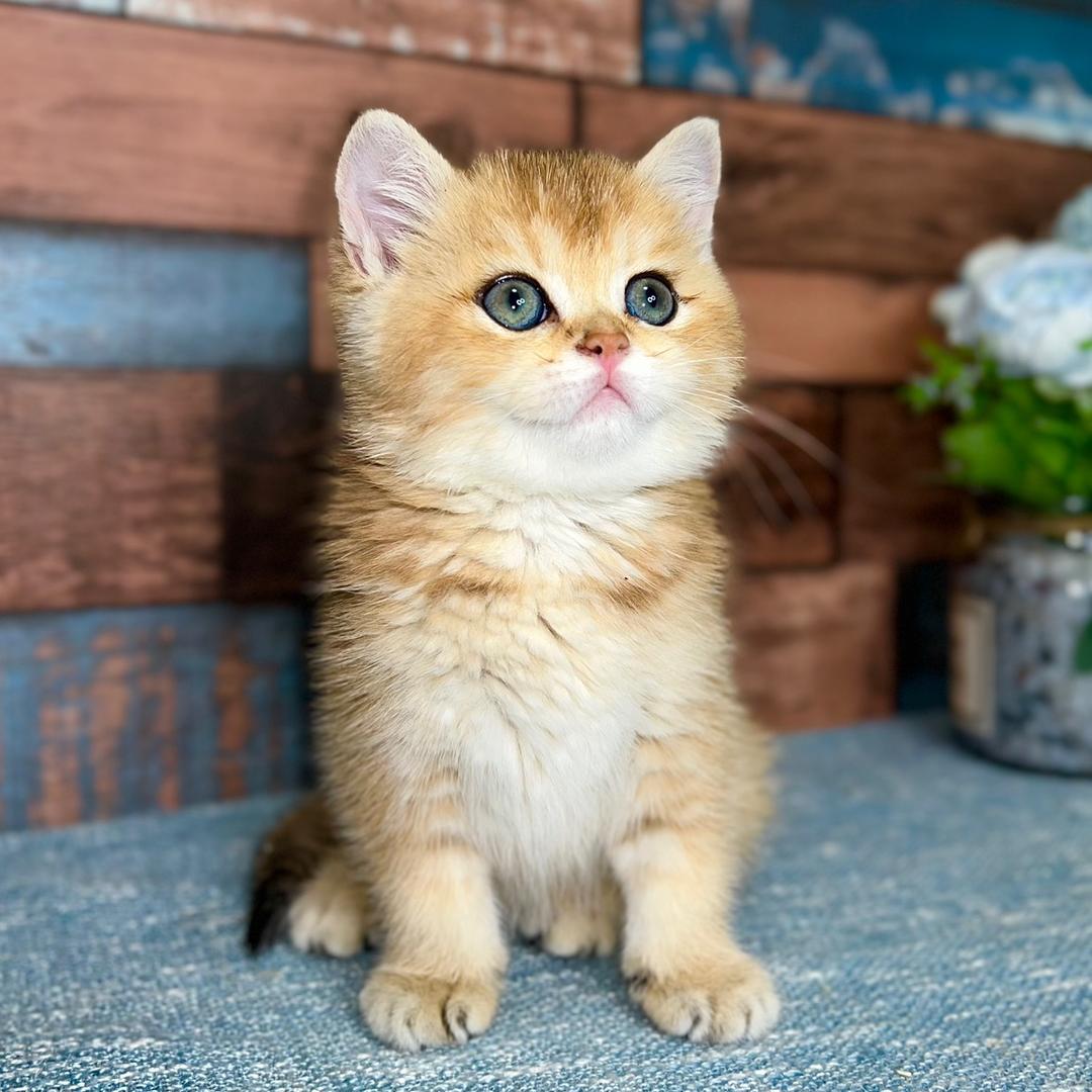 猫物喵物