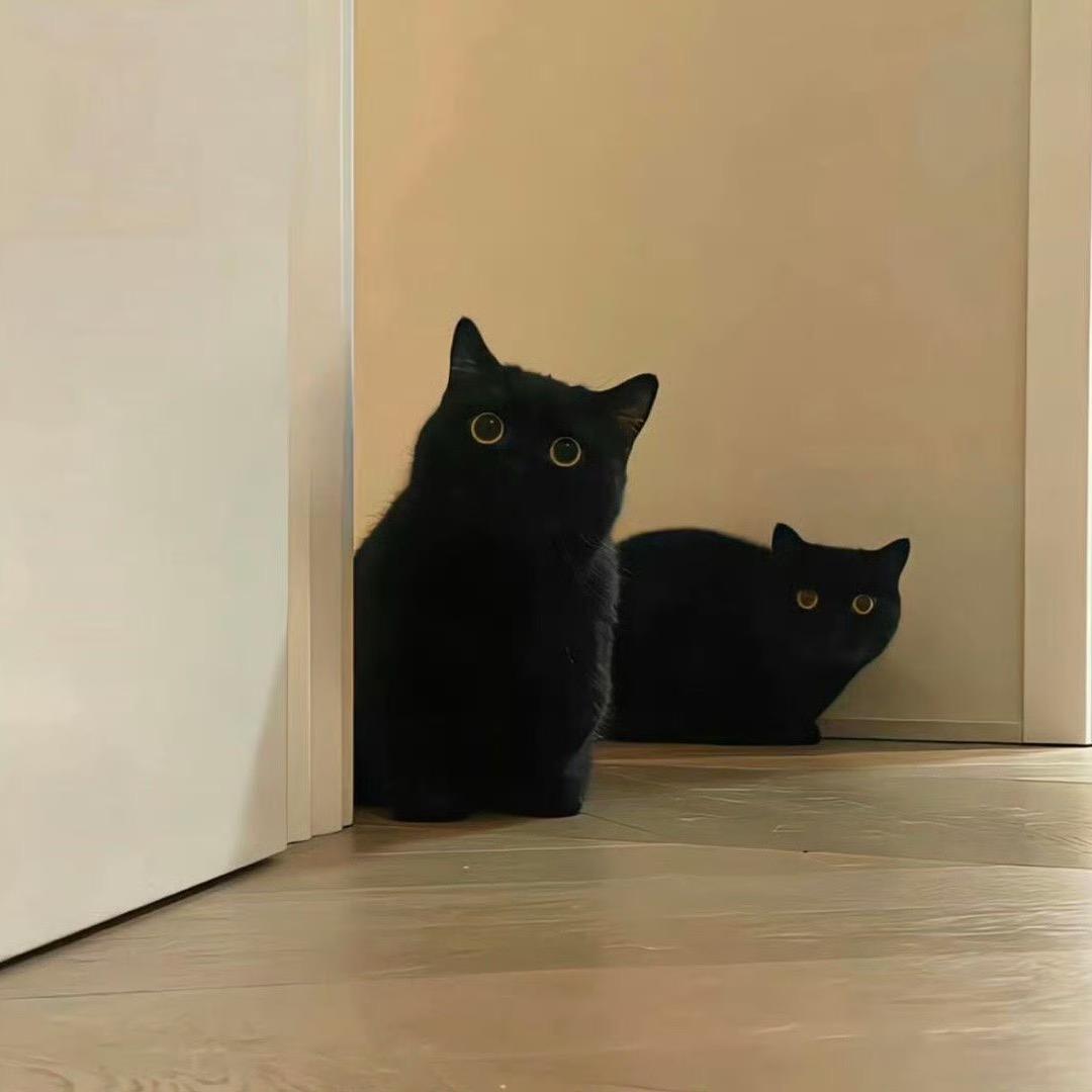 三只猫🐱
