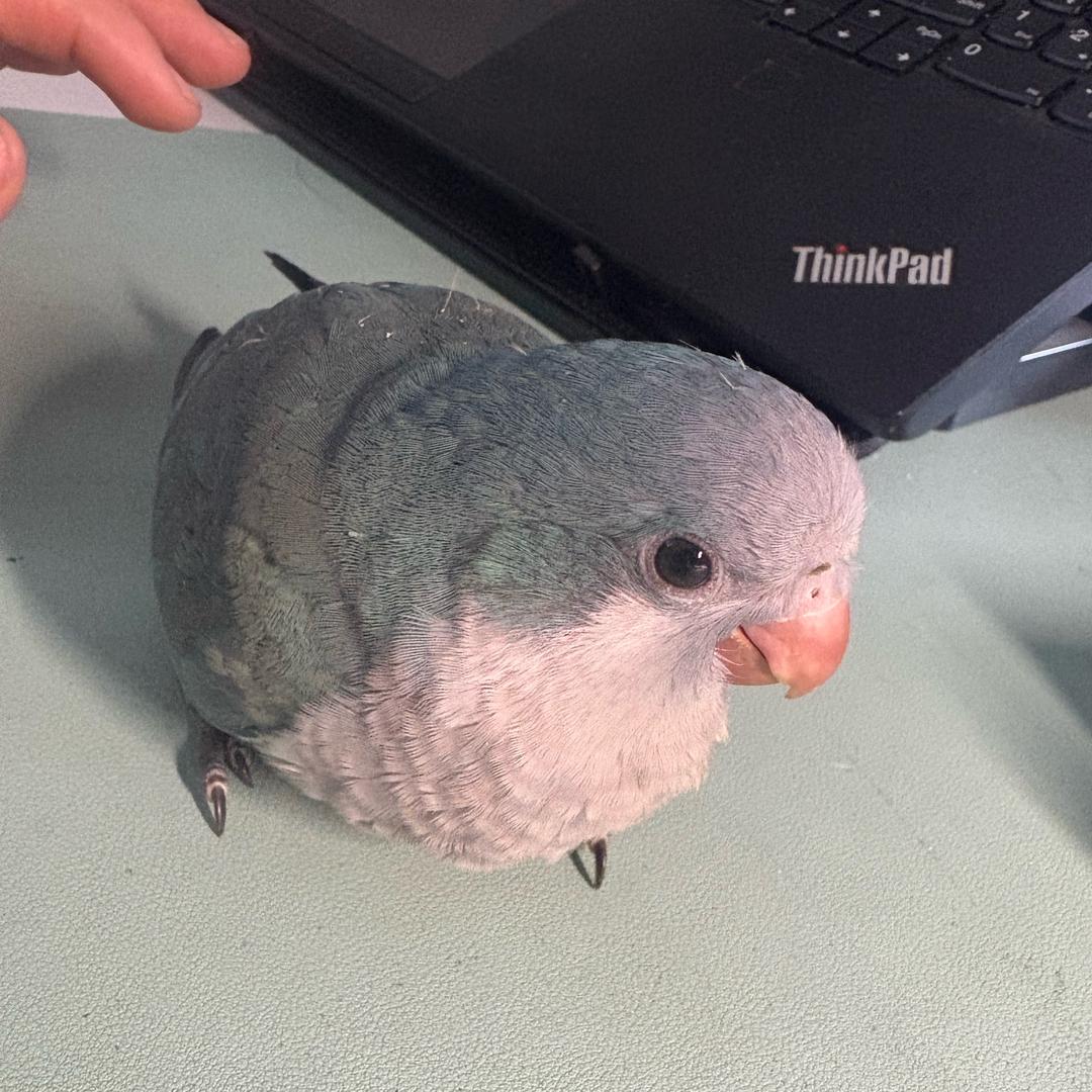 仙人仙鸟