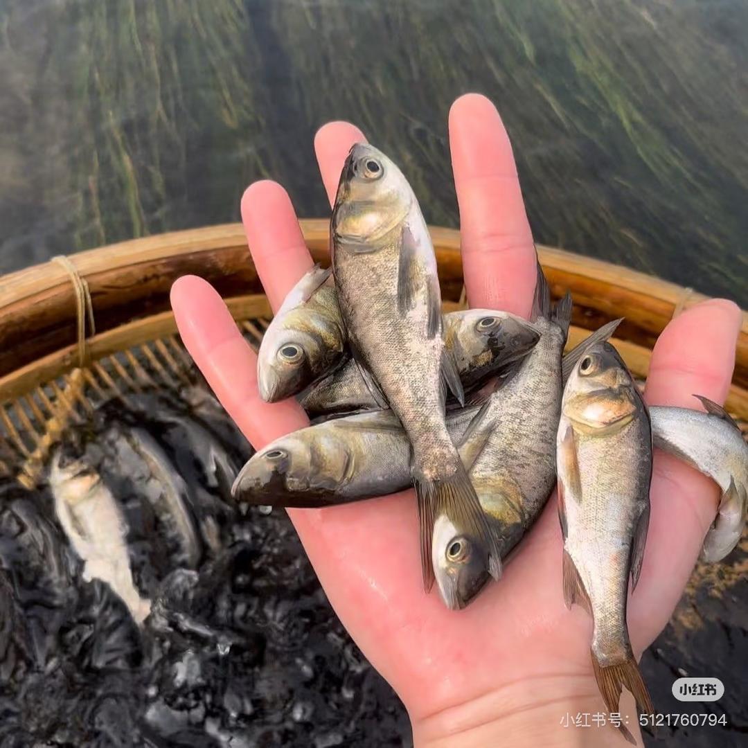 丽丽鱼苗场