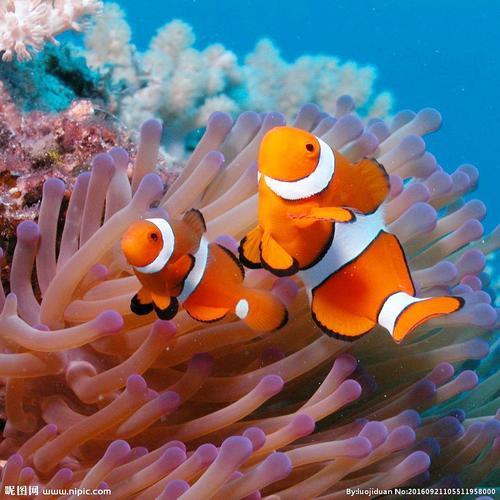 水之道海洋生物