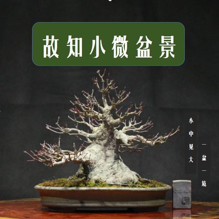 故知盆景