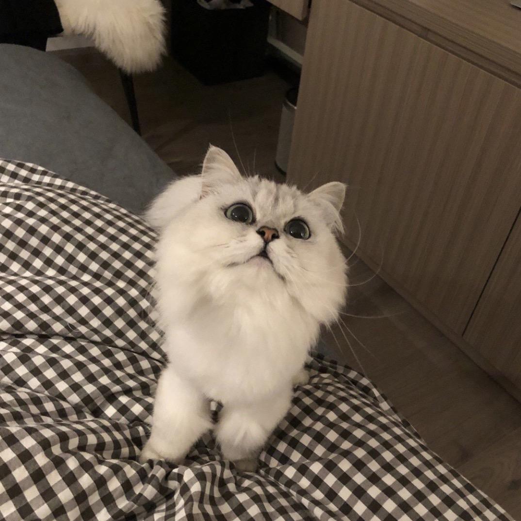 小z.