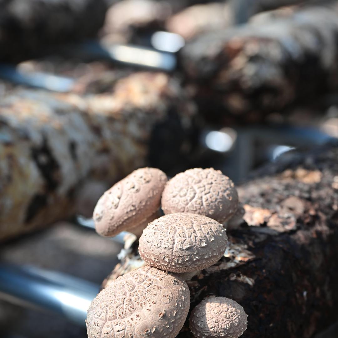 甄鲜农鲜零售店