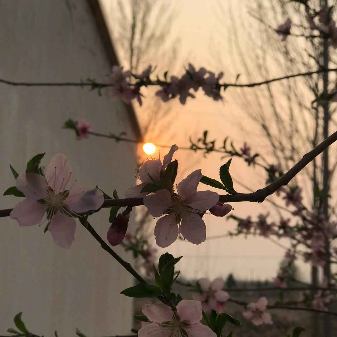 花开富贵🌹