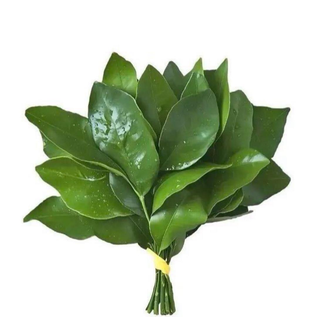 出了名的将军♪