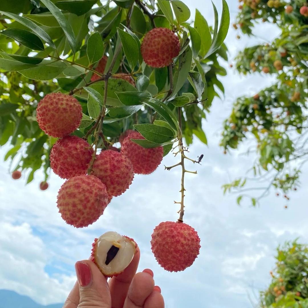 荔枝园（明日达）