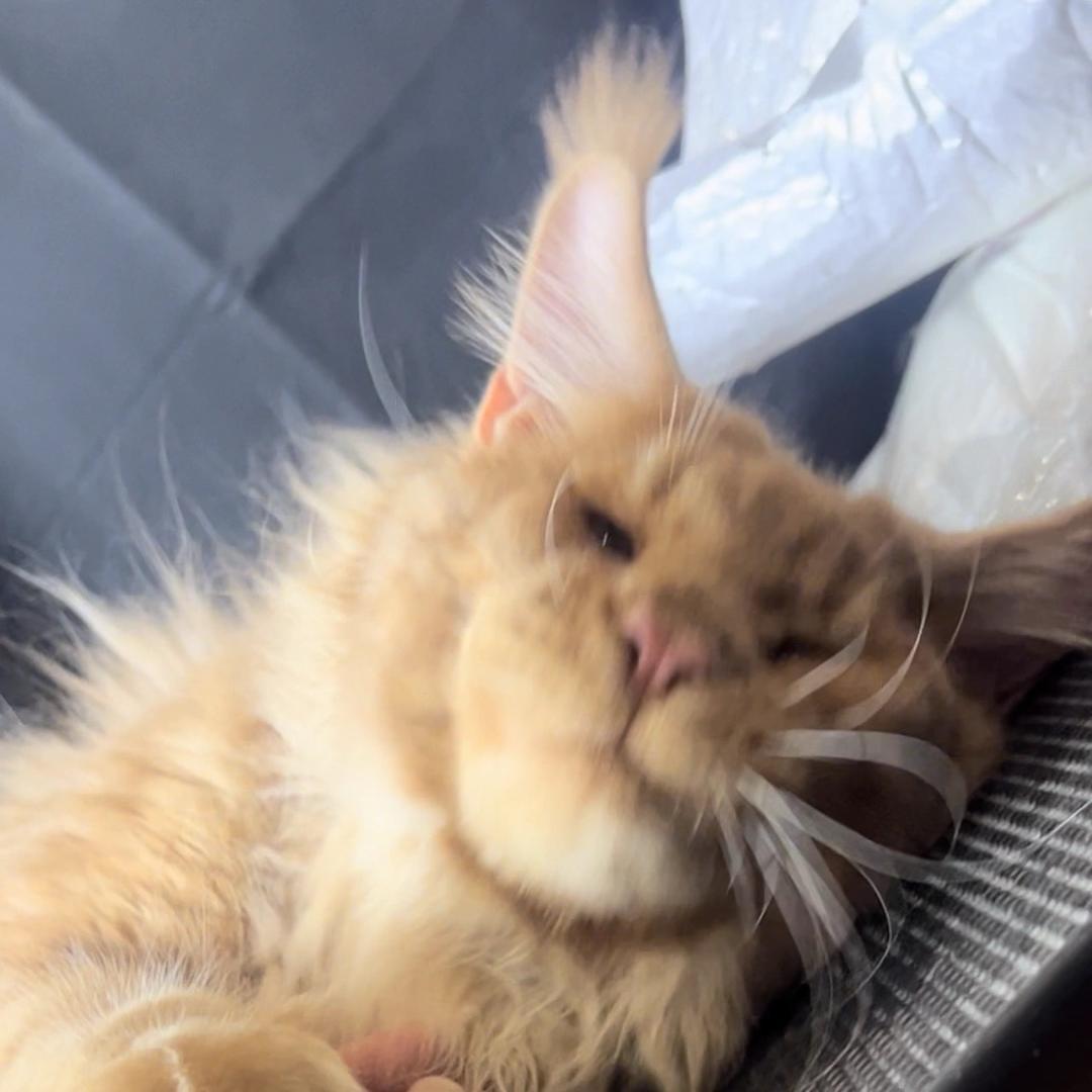 归属家的缅因猫