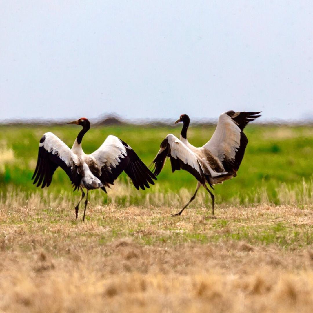 若诗·若画·若尔盖