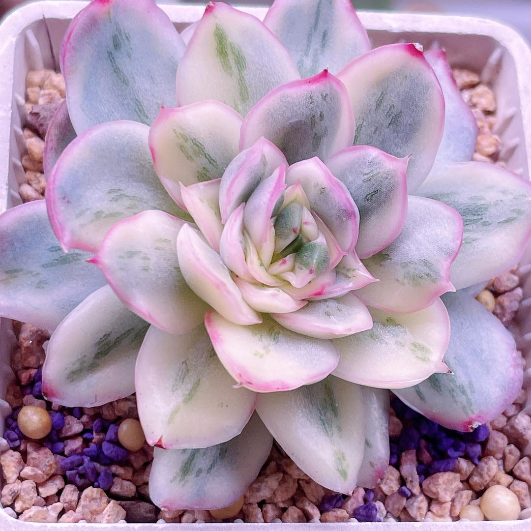 ⺌𝓛𝓾 ᥫᩣ _🧸