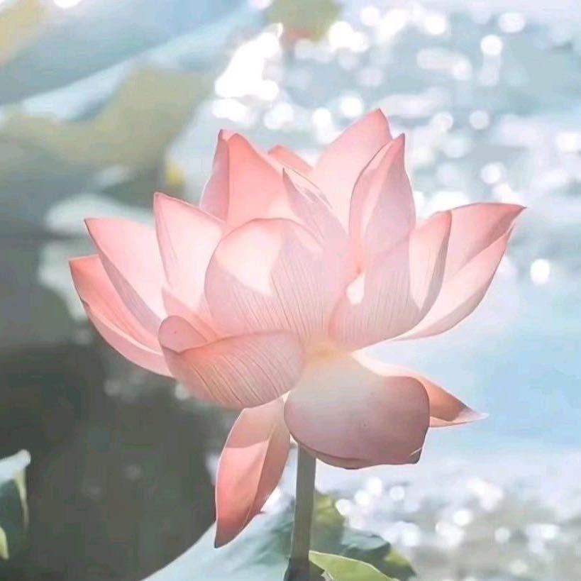 柒夏媚色