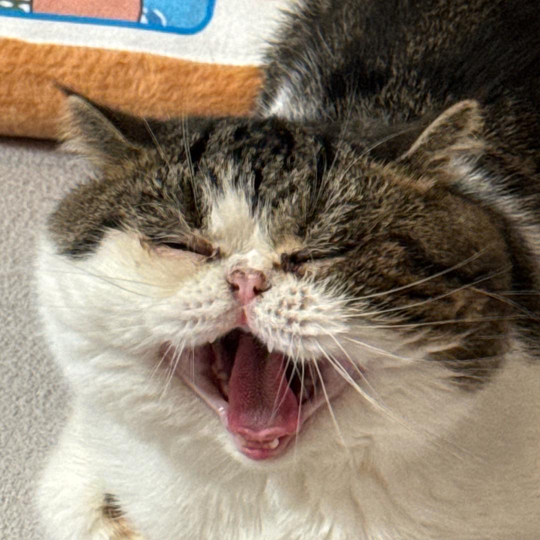 我的猫堂堂喵🐱