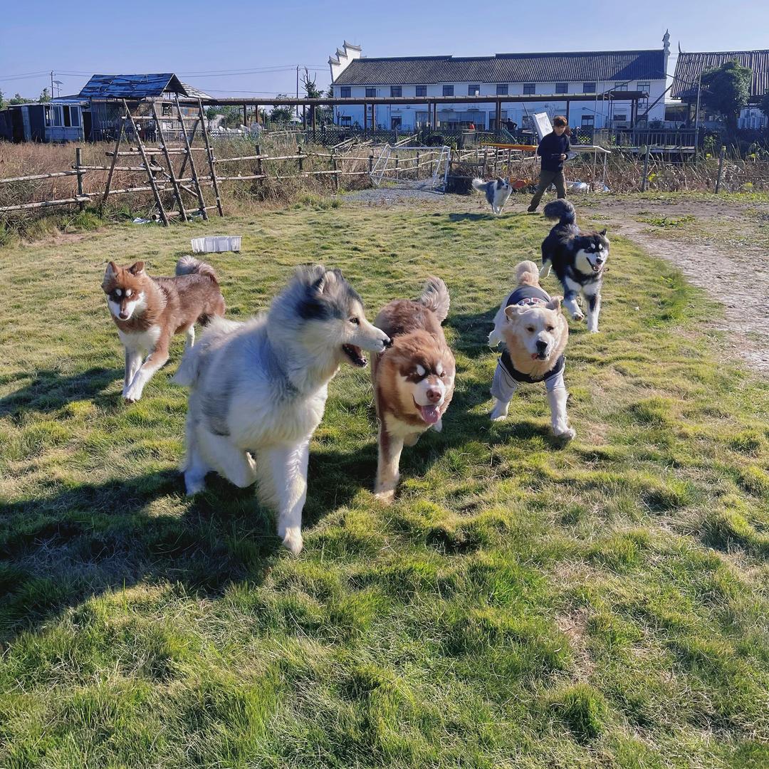 宁波徐汪汪训犬学院~宠物寄养度假村