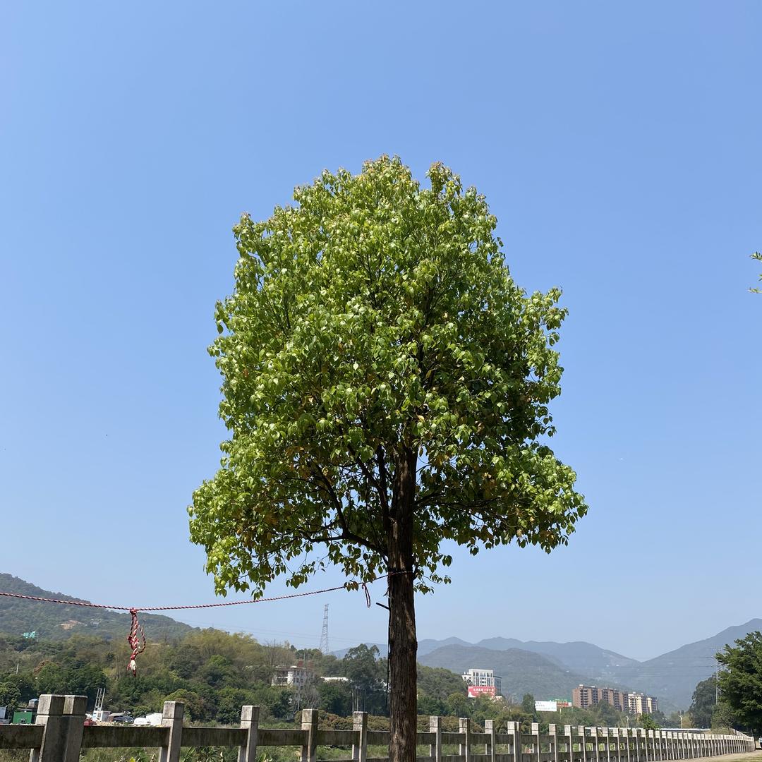 蛋堡先森