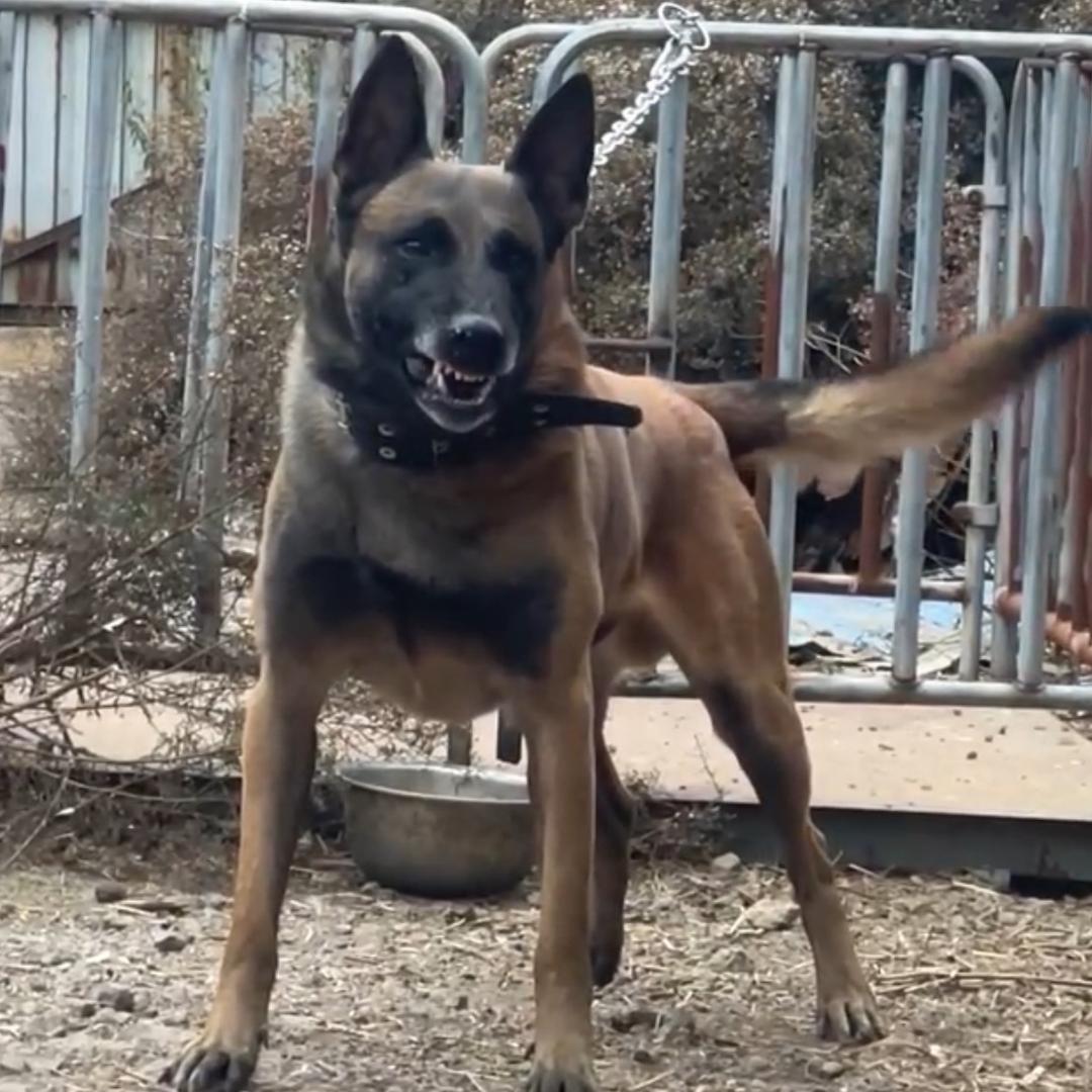 猛男护卫犬舍