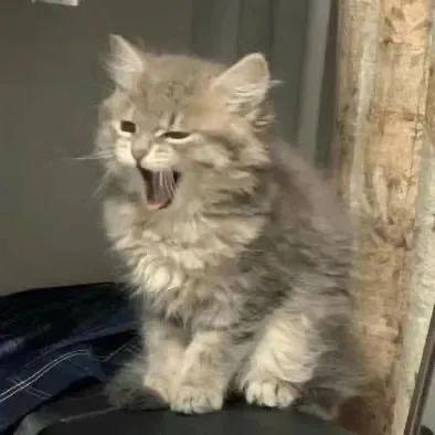 oi