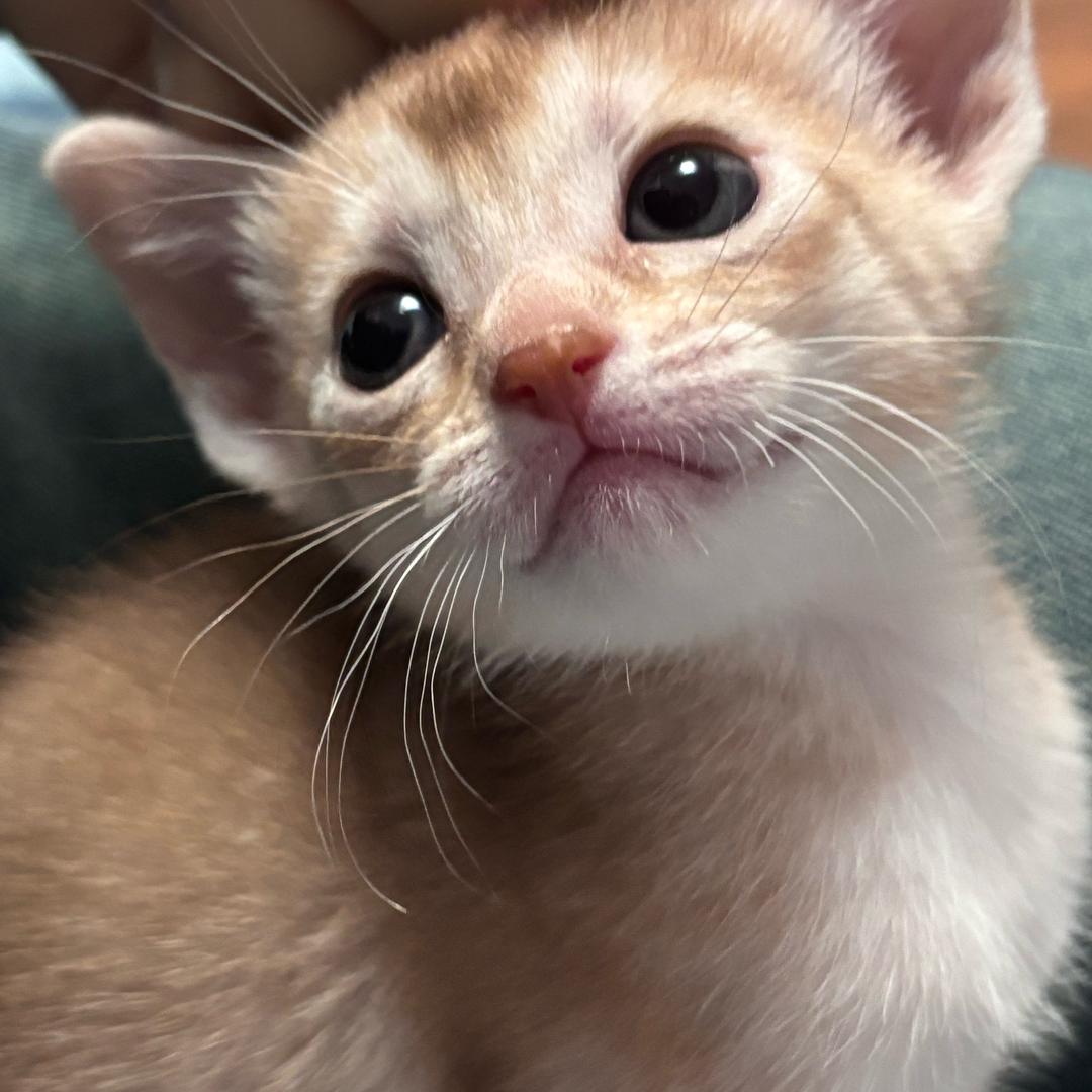 Cc家的阿比西尼亚猫舍