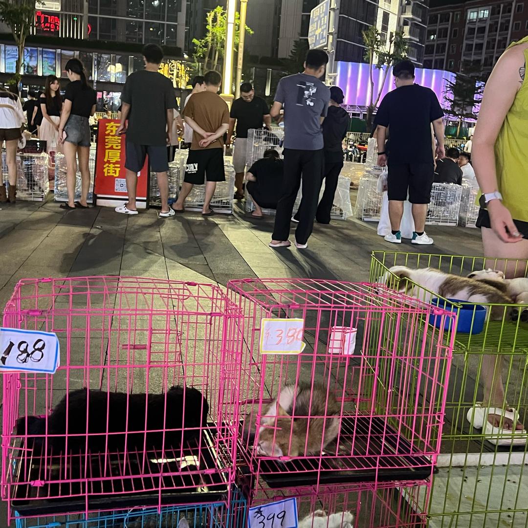 东莞宠物夜市市场 厚街夜市