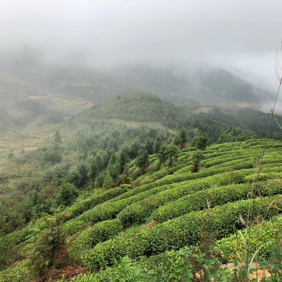武夷山市正羽壹叶