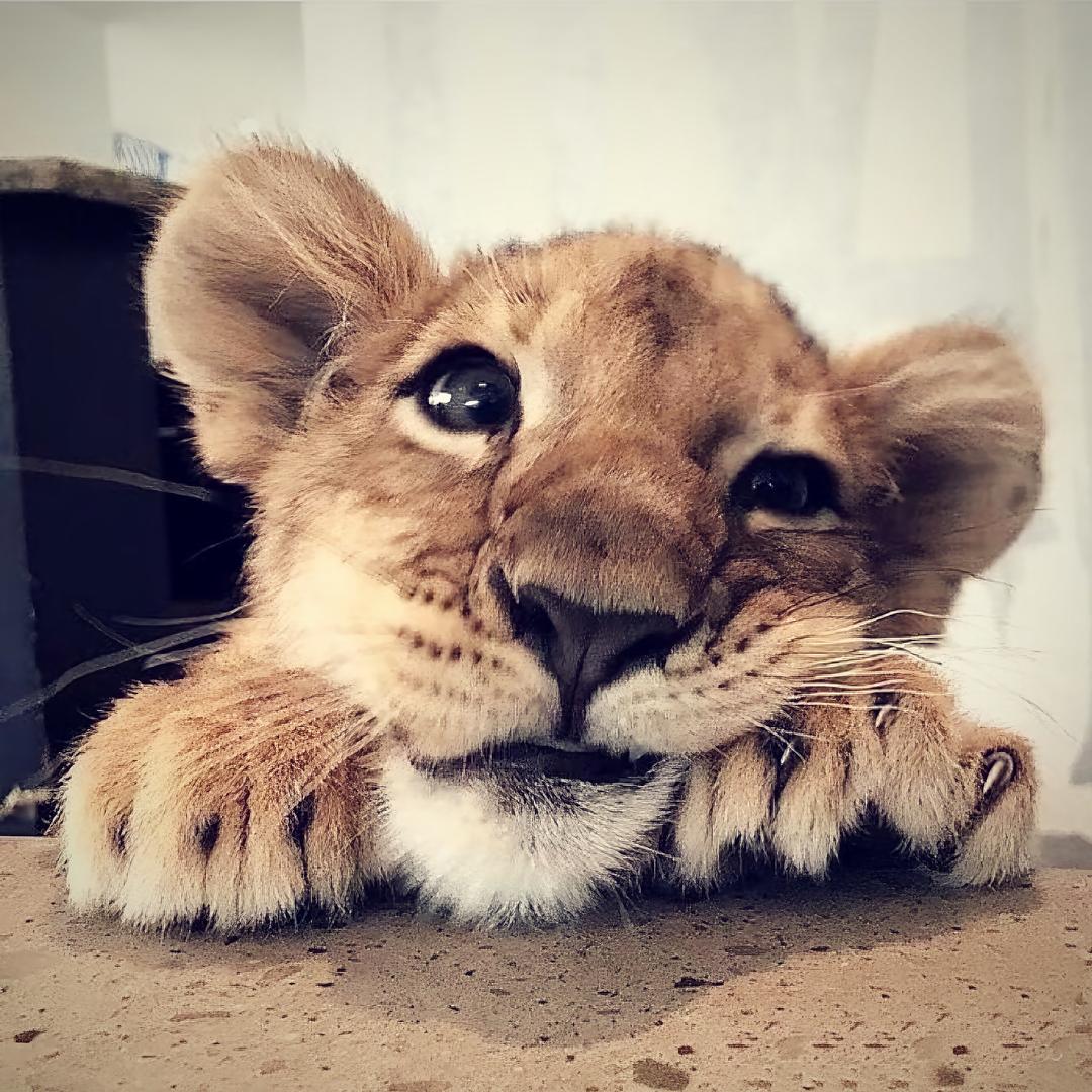 我叫火鸡面大王