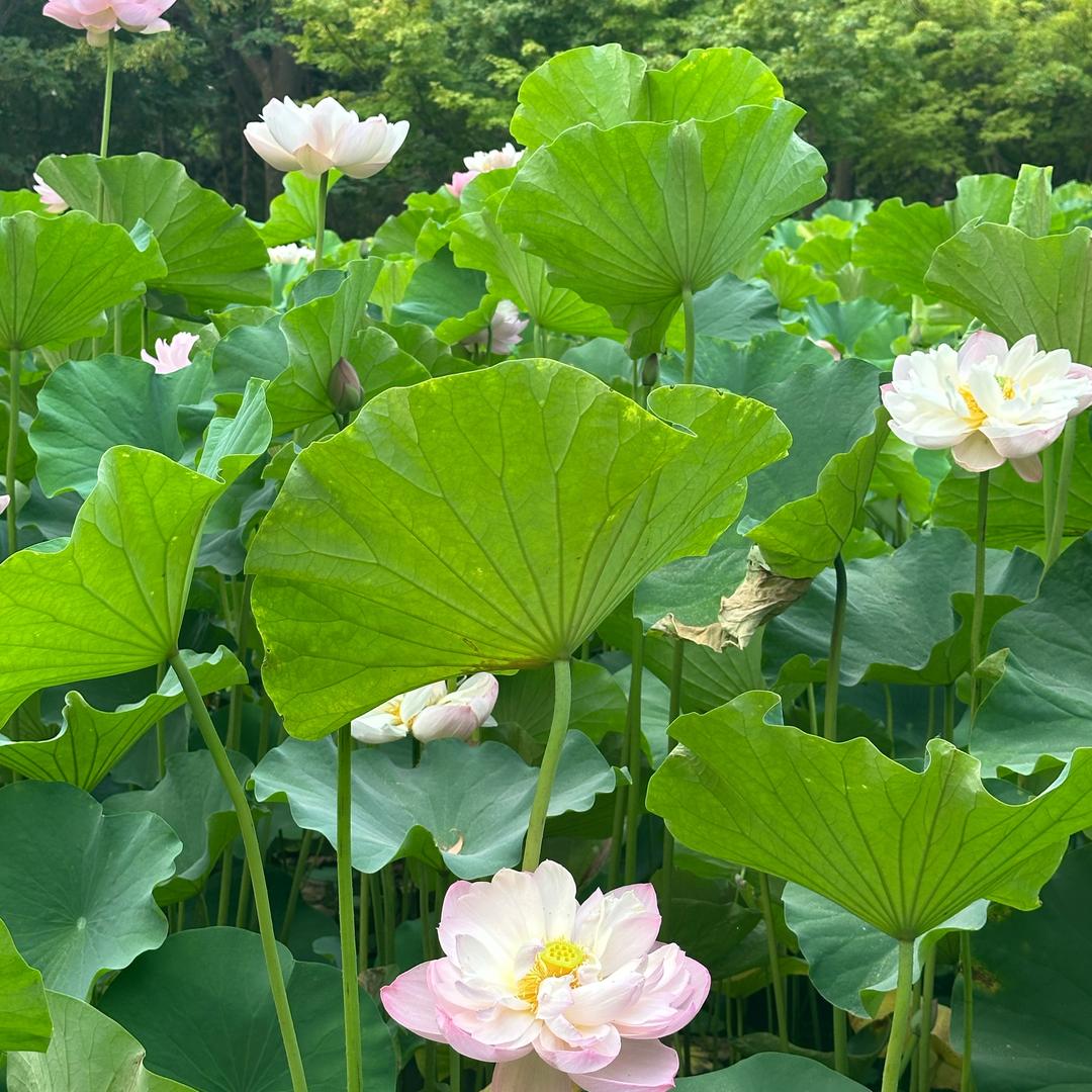 岁月静好👑☘️🍀🌿