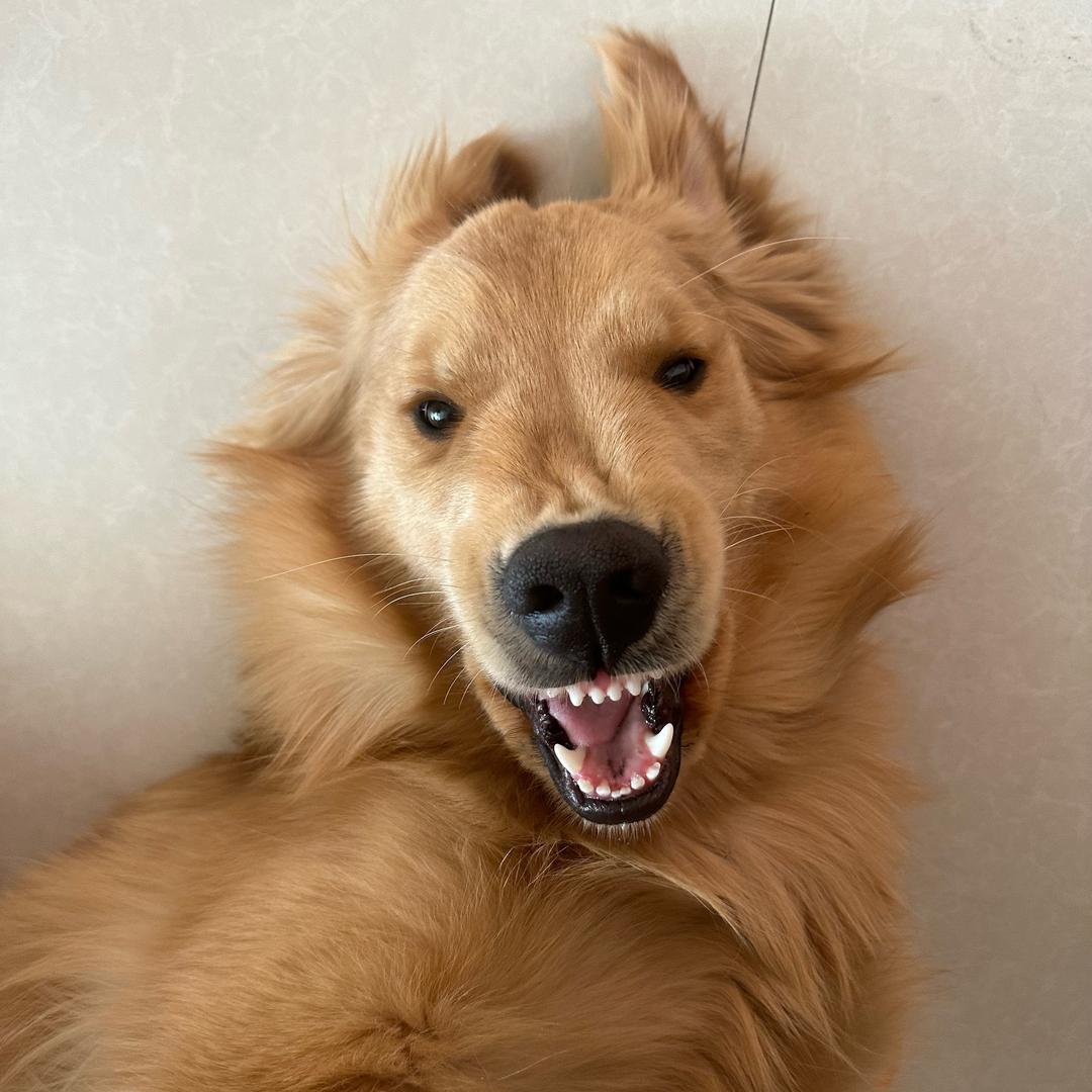 丸子呀～🐕