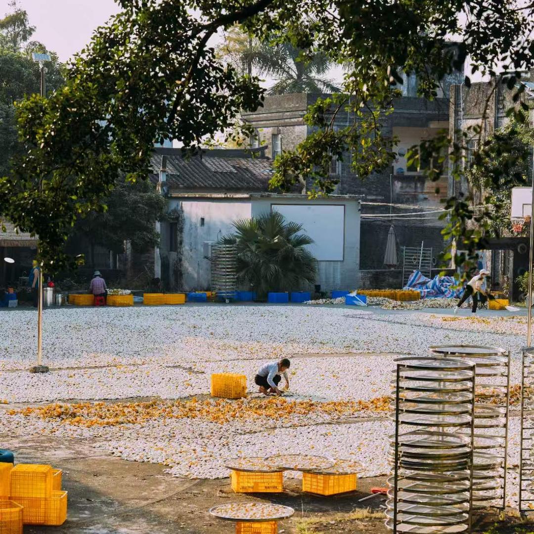 柑诚晖新会陈皮