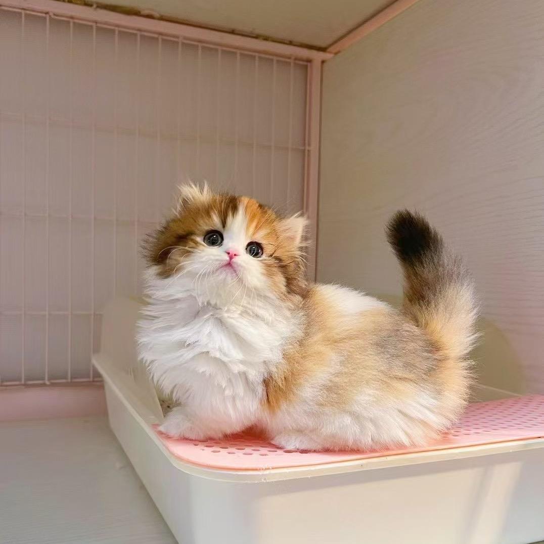 馋猫猫舍-大雅