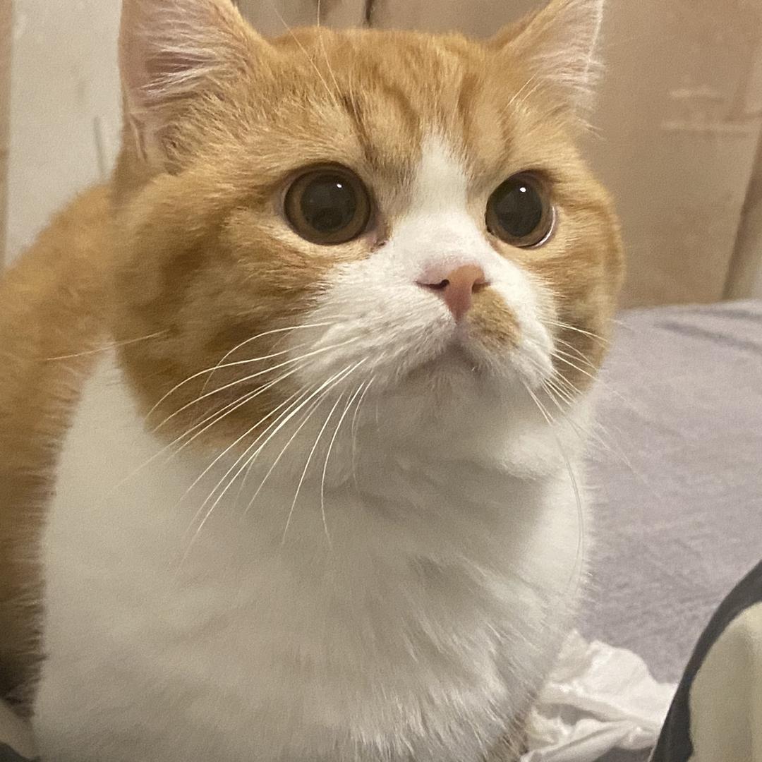 来来小矮猪