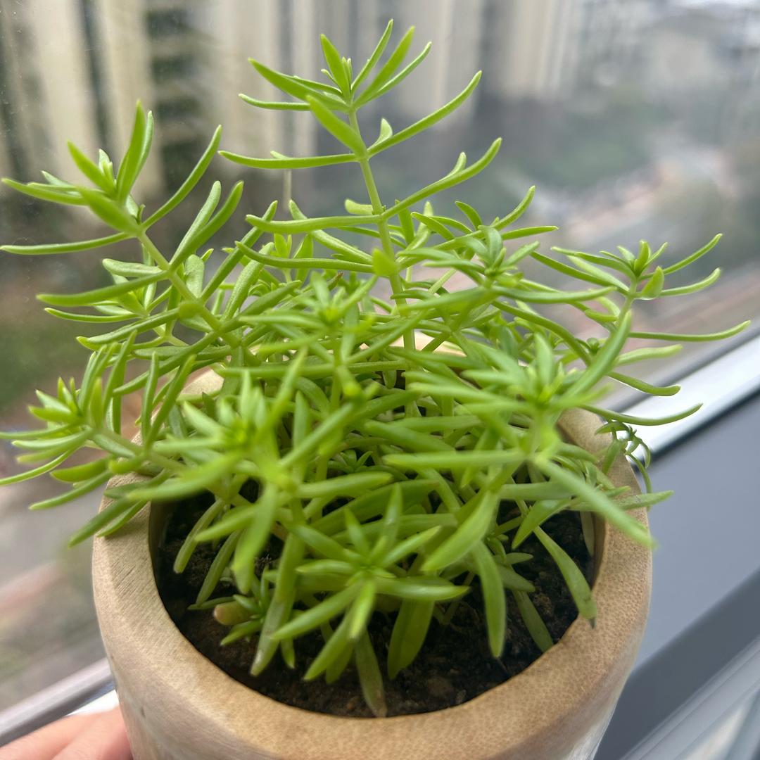 太阳🌱