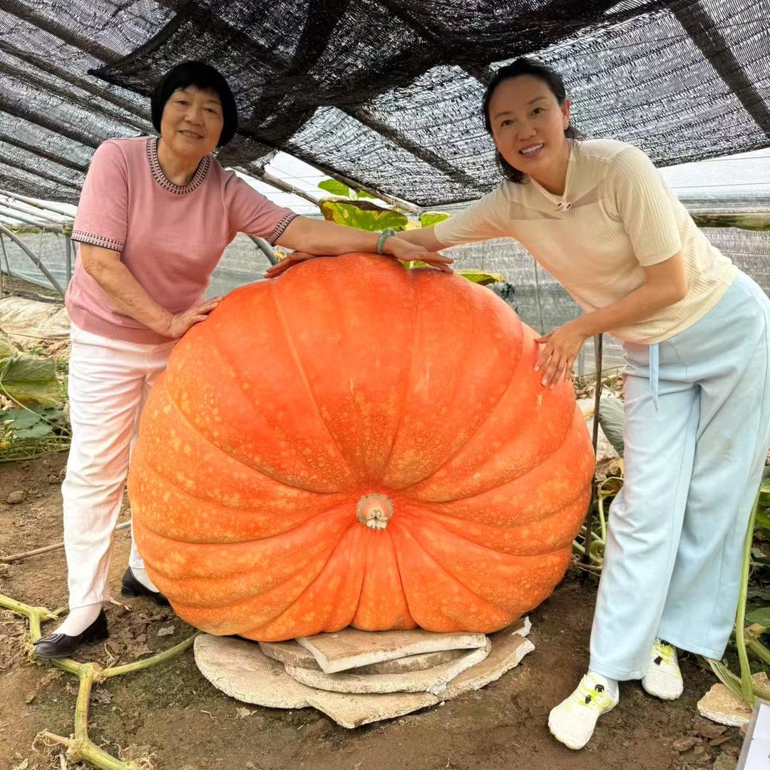 羽衣皇后～皱叶菜