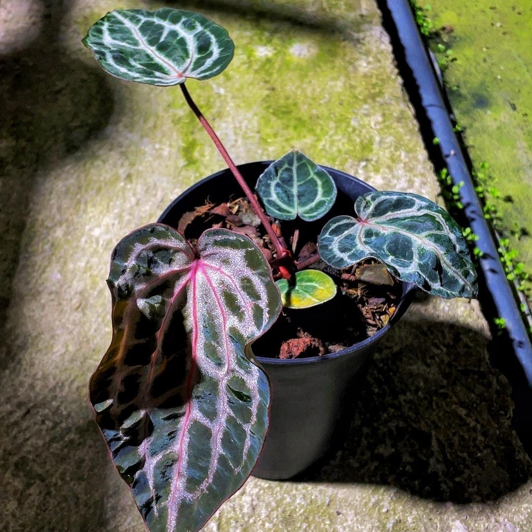 骤雨初歇-阿想