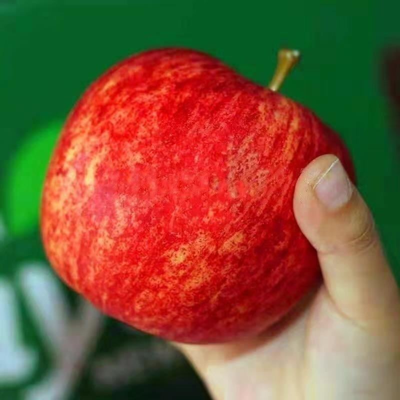 南漳县律梦水苗木店（个人独资）企业店