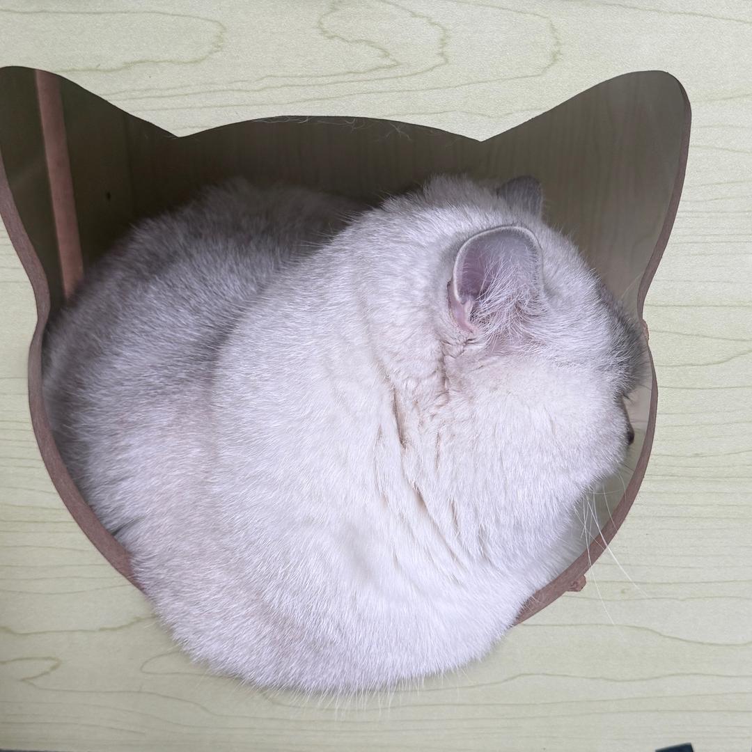 拥月