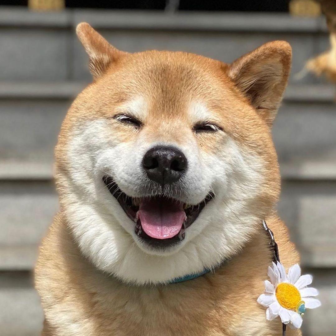 好汪角宠物