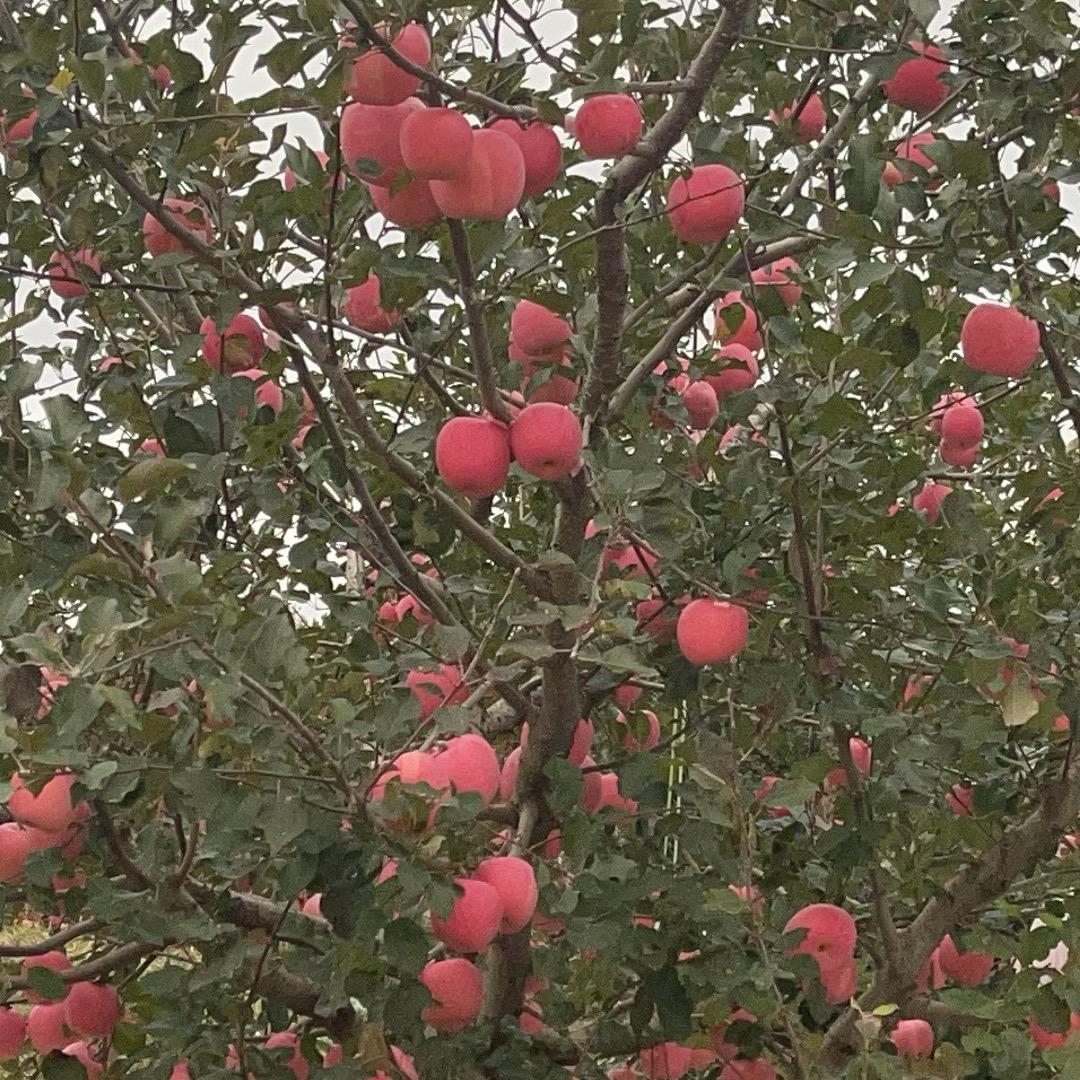 升泽农业服务团队小赵