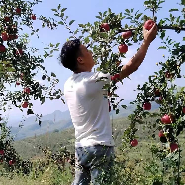 盛夏的 果实