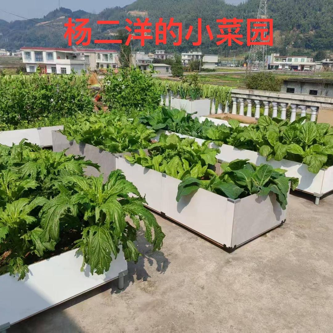 杨二洋的小菜园