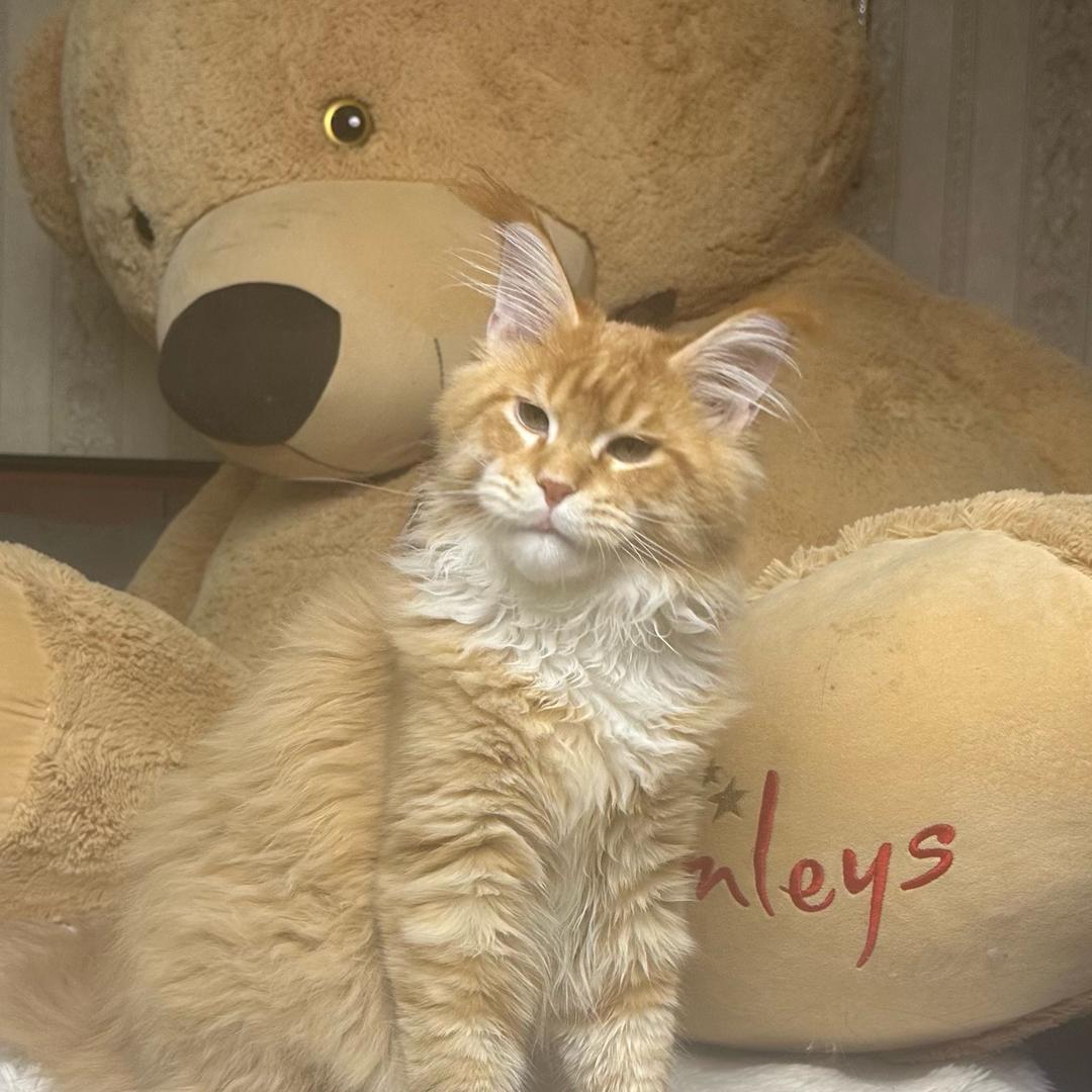 欣玥猫舍（赛级缅因，俄蓝）