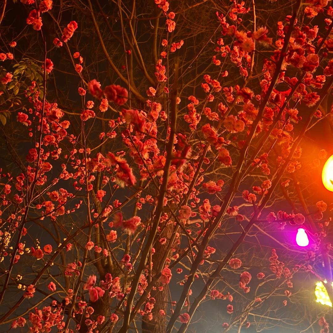 小七爱黄梅！