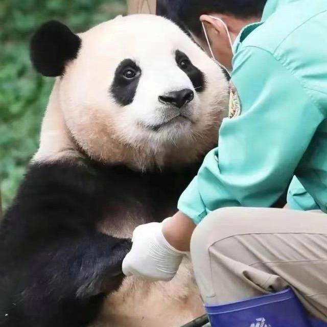 脆脆鲨@