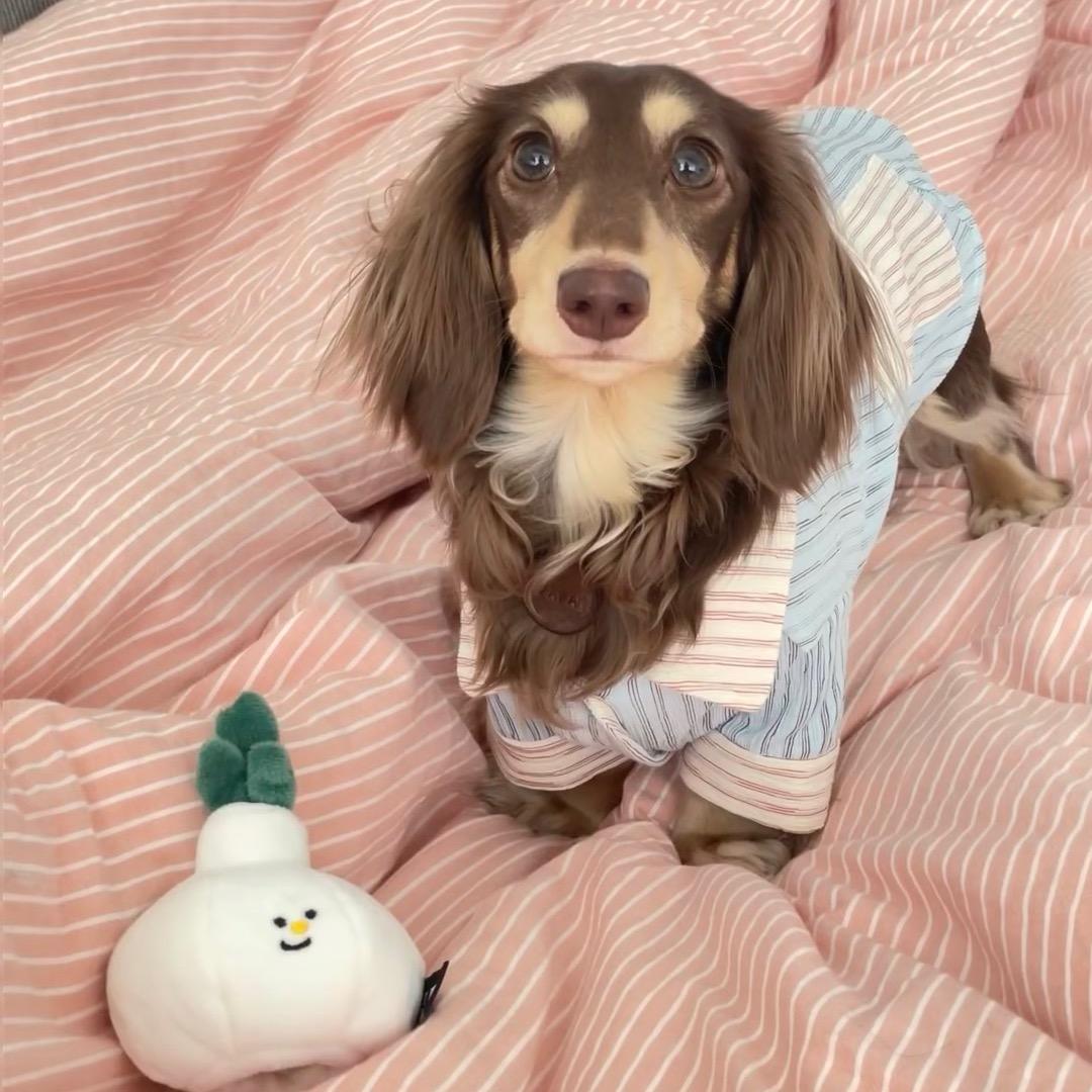 yoao🥕