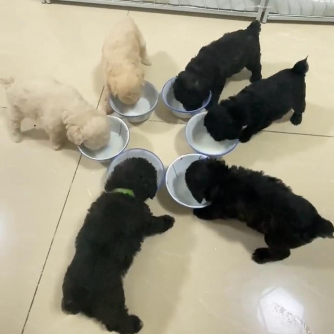 阿姐宠物记