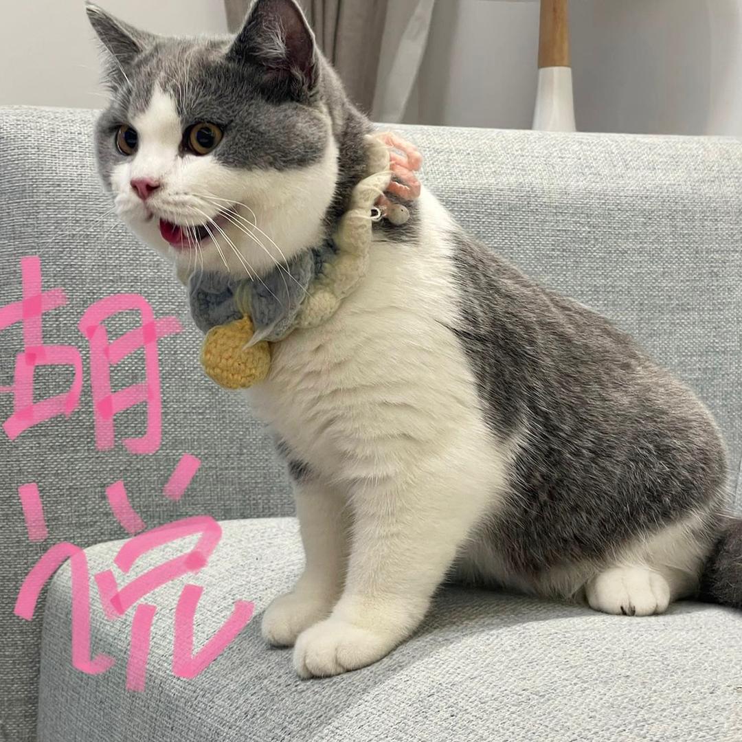 Coke nut喵_