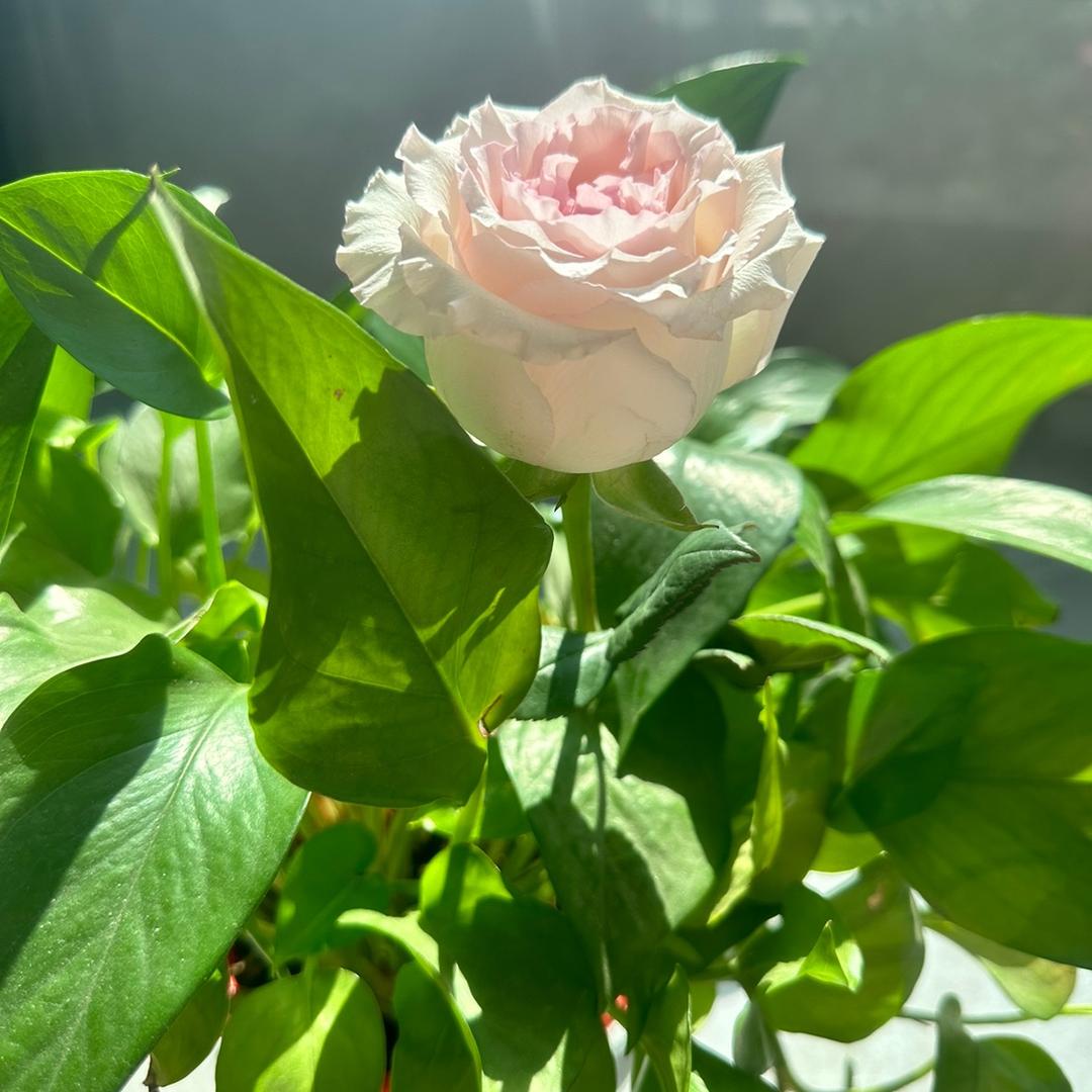 是🌸晓晓🌸呀